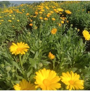 calendula flower