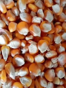 Corn (Makka)