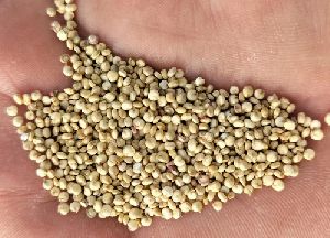 Quinoa Seeds