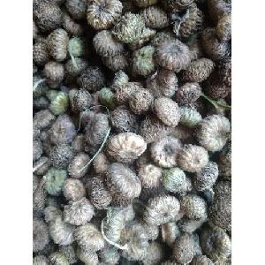 Akarkara Seeds