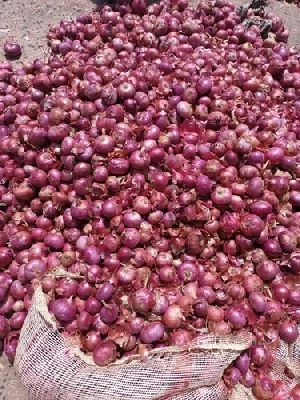 Fresh Onion