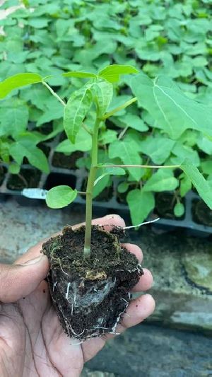 Taiwan Red Lady 786 Papaya Plant