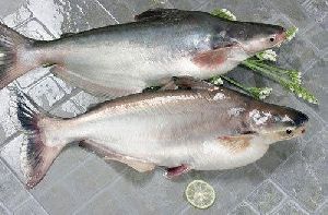 Fresh Pangas Fish