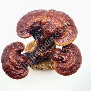 Dehydrated Ganoderma Mushroom