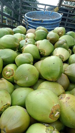 Fresh Tender Coconut