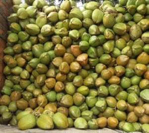 Fresh Tender Coconut