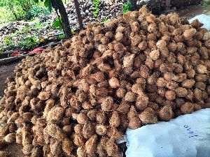 semi husked coconut