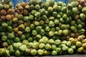 Fresh Tender Coconut