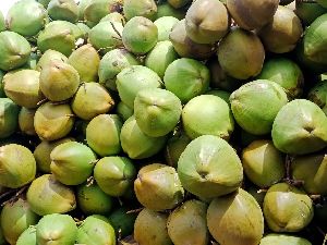Fresh Tender Coconut