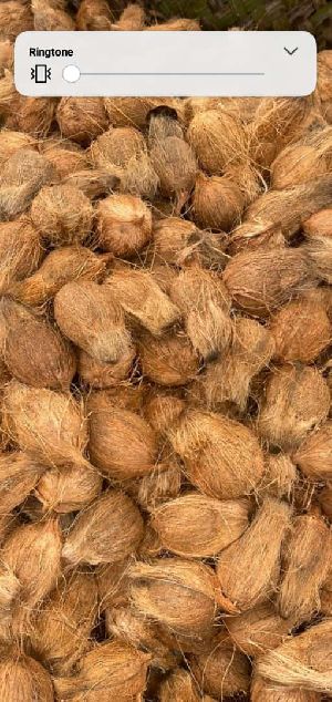 semi husked coconut