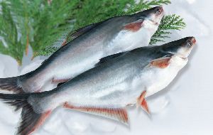 Frozen Pangasius Fish