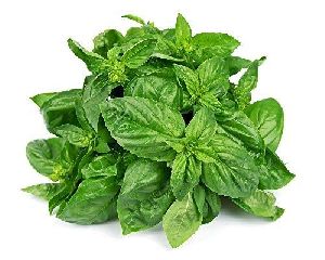 Holy Basil Leaves Dealers in Delhi holy basil leaves Suppliers