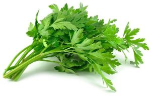 Fresh Celery Leaves