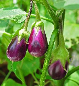 Fresh Eggplant