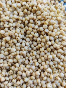 Sorghum Seeds