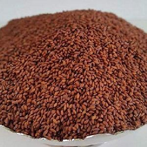 Asaliya Seeds