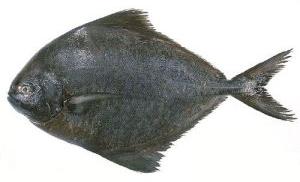 Fresh Black Pomfret Fish