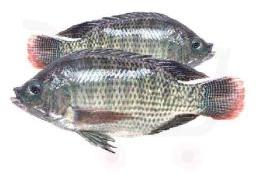 fresh tilapia fish