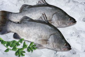 Frozen Barramundi Fish