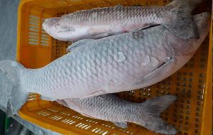 Frozen Grass Carp Fish