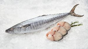 Frozen King Mackerel Fish