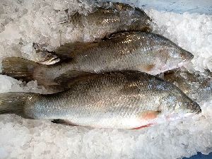 Frozen Sea Bass Fish