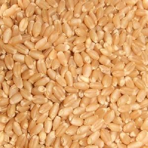 fresh wheat seeds