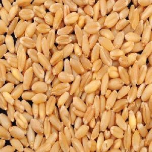 Sharbati Wheat Seeds