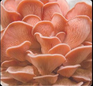 Pink oyster Mushrooms