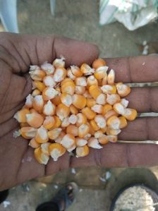 makka beej,makka seeds,makai ke beej,Corn Mazie