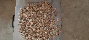 cashew raw nuts