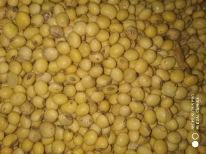 RVS 18 soyabean seeds quality