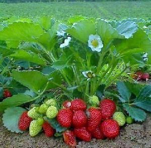 Strawberry Plant