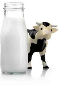 Cow Milk