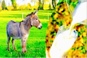 Donkey Milk