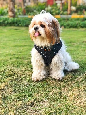 BFF Cotton Security K9 Pet Harness