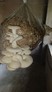 Oyester Mushroom