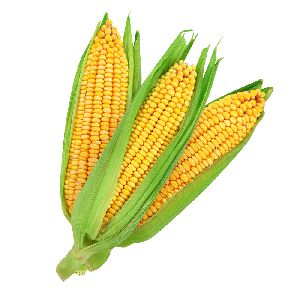 Maize