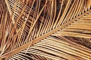 Dry Palm leafs