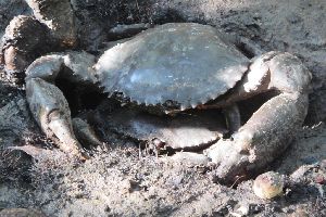 Large Mud Crab