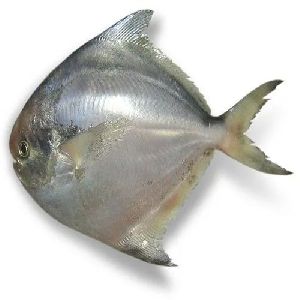 Large Pomfret Fish