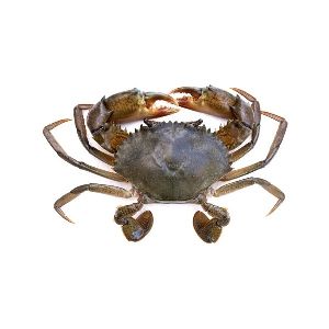 Medium Mud Crab