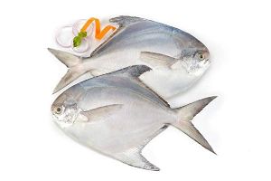 Medium Pomfret Fish