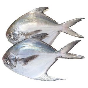 Regular Pomfret Fish