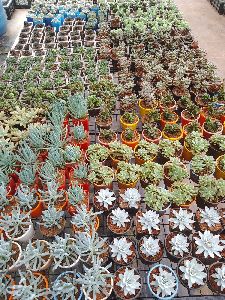 Best succulents in Bangalore wholesale plants