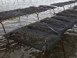 Aquaculture Mesh Netting