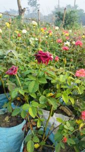 Rose Plants