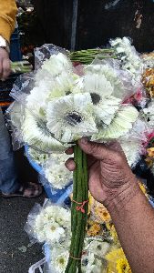 Gerbera Flower