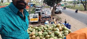 Tender Coconut