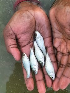 Carp fish seed